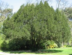 Taxus_baccata01_by_Line1